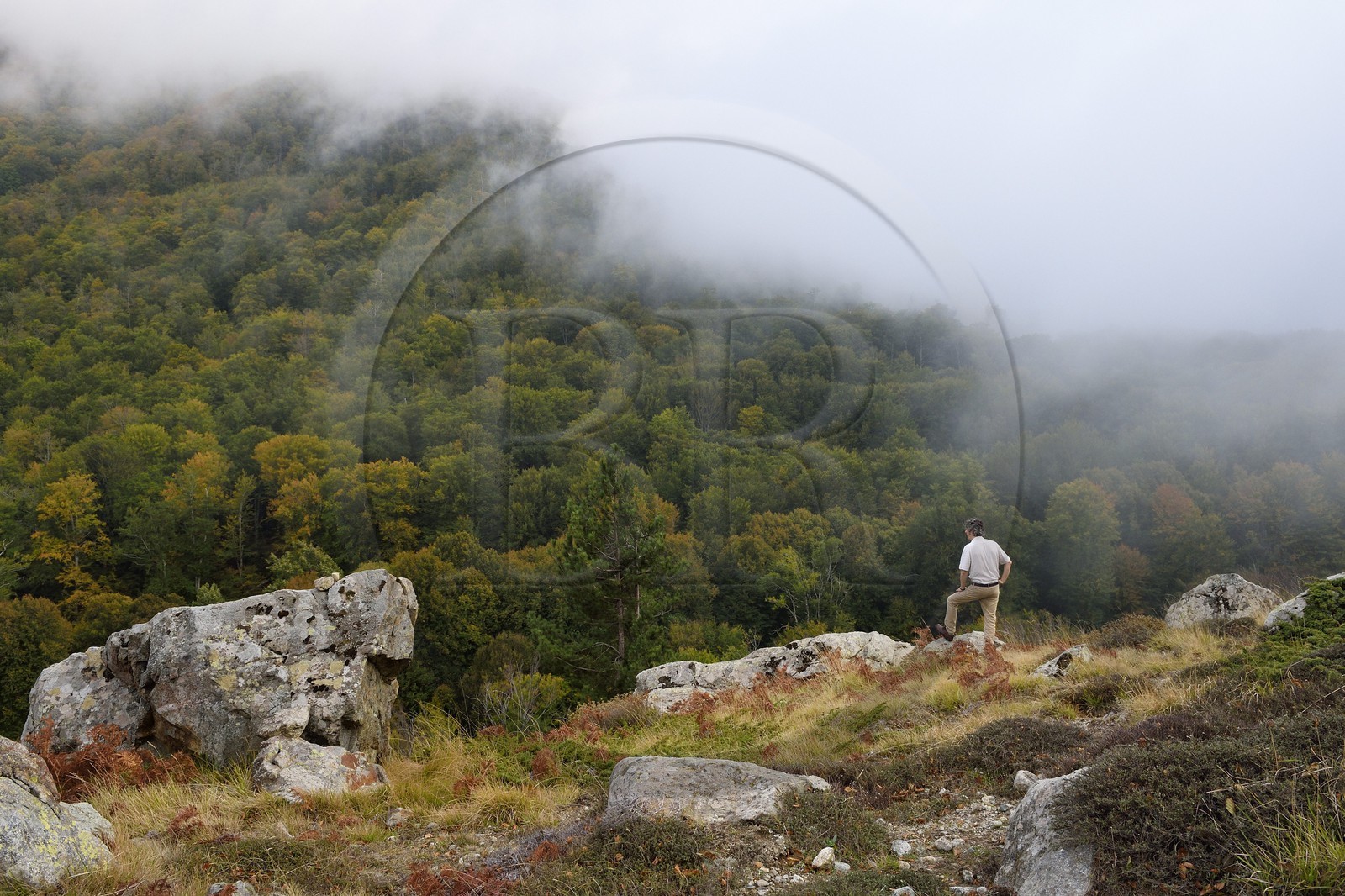 France, Haute Corse, Vivario, hiking on the GR 20, between Onda refuge and Vizzavona, Vizzavona forest at the Vizzavona pass
