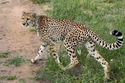 Namibia, Otjiwarongo, Cheetah Conservation Fund, research and education centre, cheetah (Acinonyx jubatus)