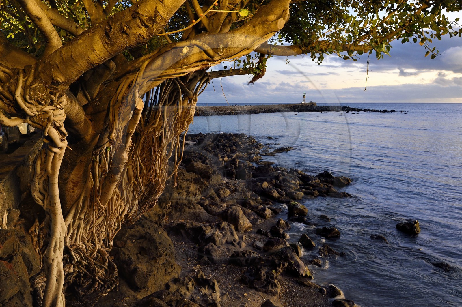 France, Ile de la Reunion, ville de Saint-Pierre, quartier de Terre Sainte, figuier des banians, banyan ou banian de l'Inde (Ficus benghalensis)
