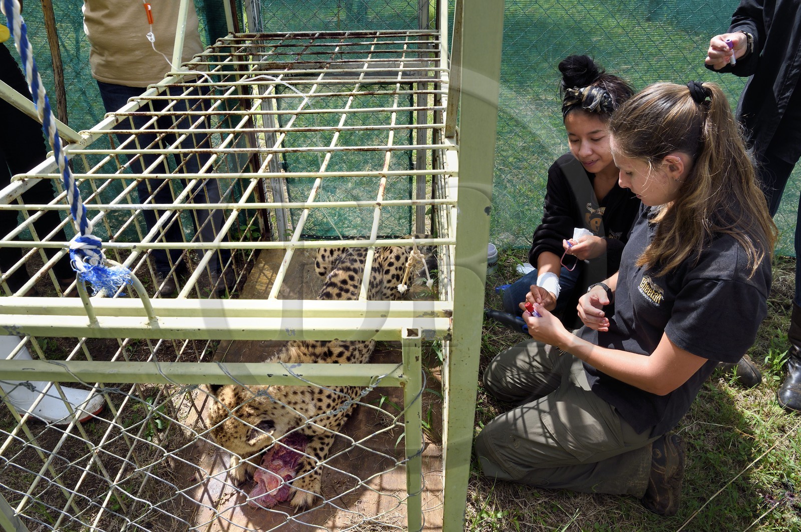 Namibie, Otjiwarongo, Cheetah Conservation Fund, centre de recherche et d'éducation, administration de fluides sous-cutanés 3 fois par semaine à un guépard (Acinonyx jubatus) souffrant d'insuffisance rénale chronique, l'assistante vétérinaire Ashley Flaig au premier plan et la vétérinaire Emma Alfonso en arrière plan