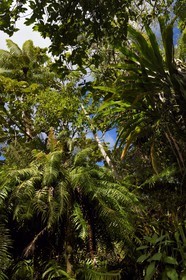 France, Ile de la Reunion, Saint Benoit, Parc national de La Reunion, classé Patrimoine Mondial de l'UNESCO, foret de Bébour, sentier du Piton Bébour