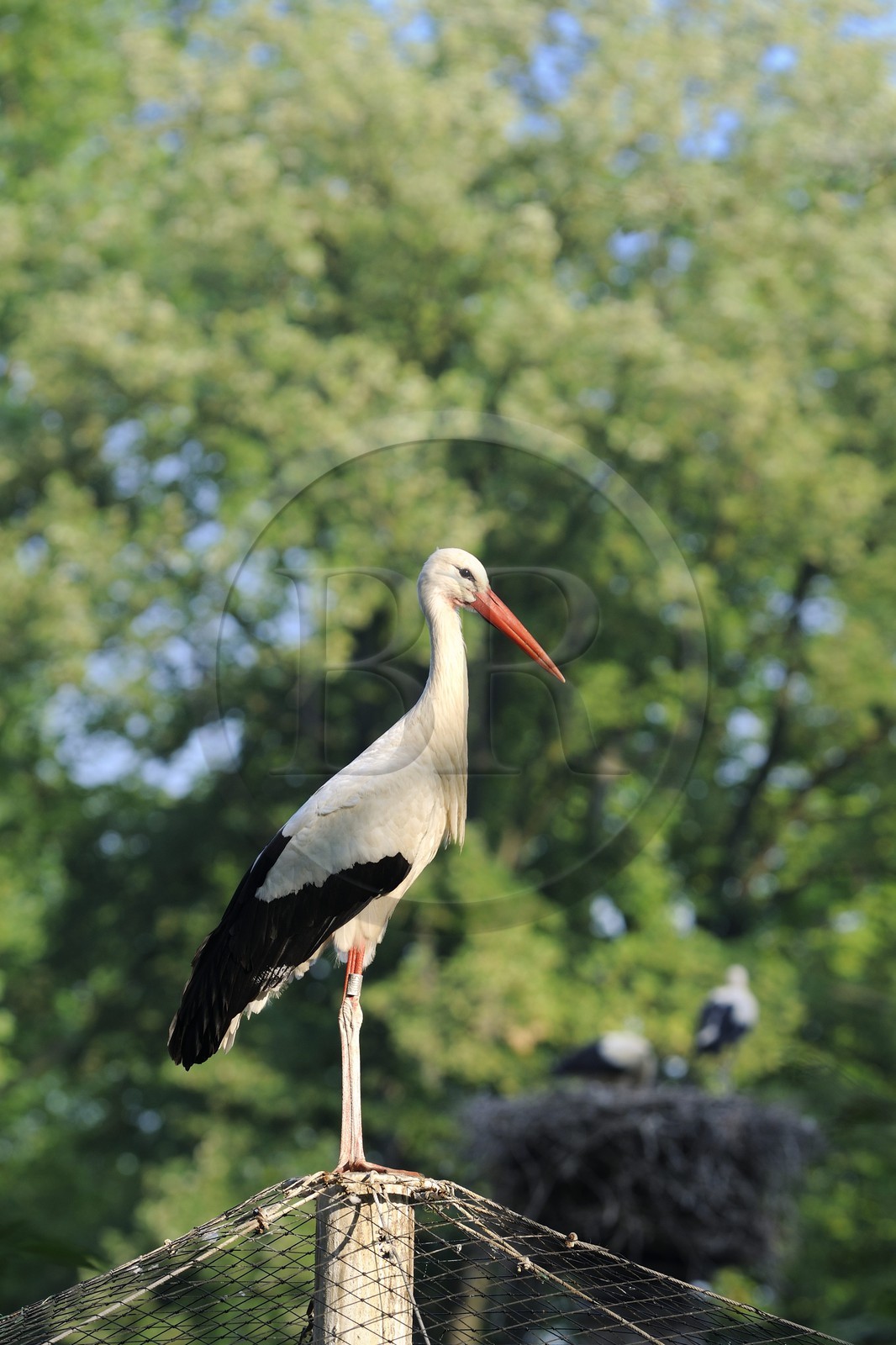 France, Bas Rhin, Strasbourg, Parc de l'Orangerie (Orangery Park), stork