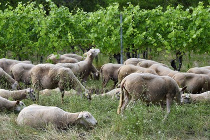 France, Bas-Rhin (67), Route des vins d'Alsace, Traenheim, Domaine viticole MULLER Charles & Fils, les moutons folivores entre les vignes permettent un entretien bio