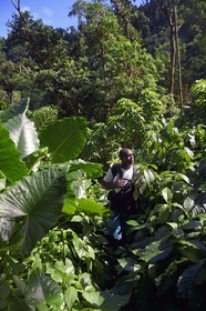 Caraïbes, Ile de la Dominique, randonneurs sur le segment 13 du Waitukubuli National Trail dans le nord de l'île entre Pennville et Capuchin au lieu dit Grand Fond