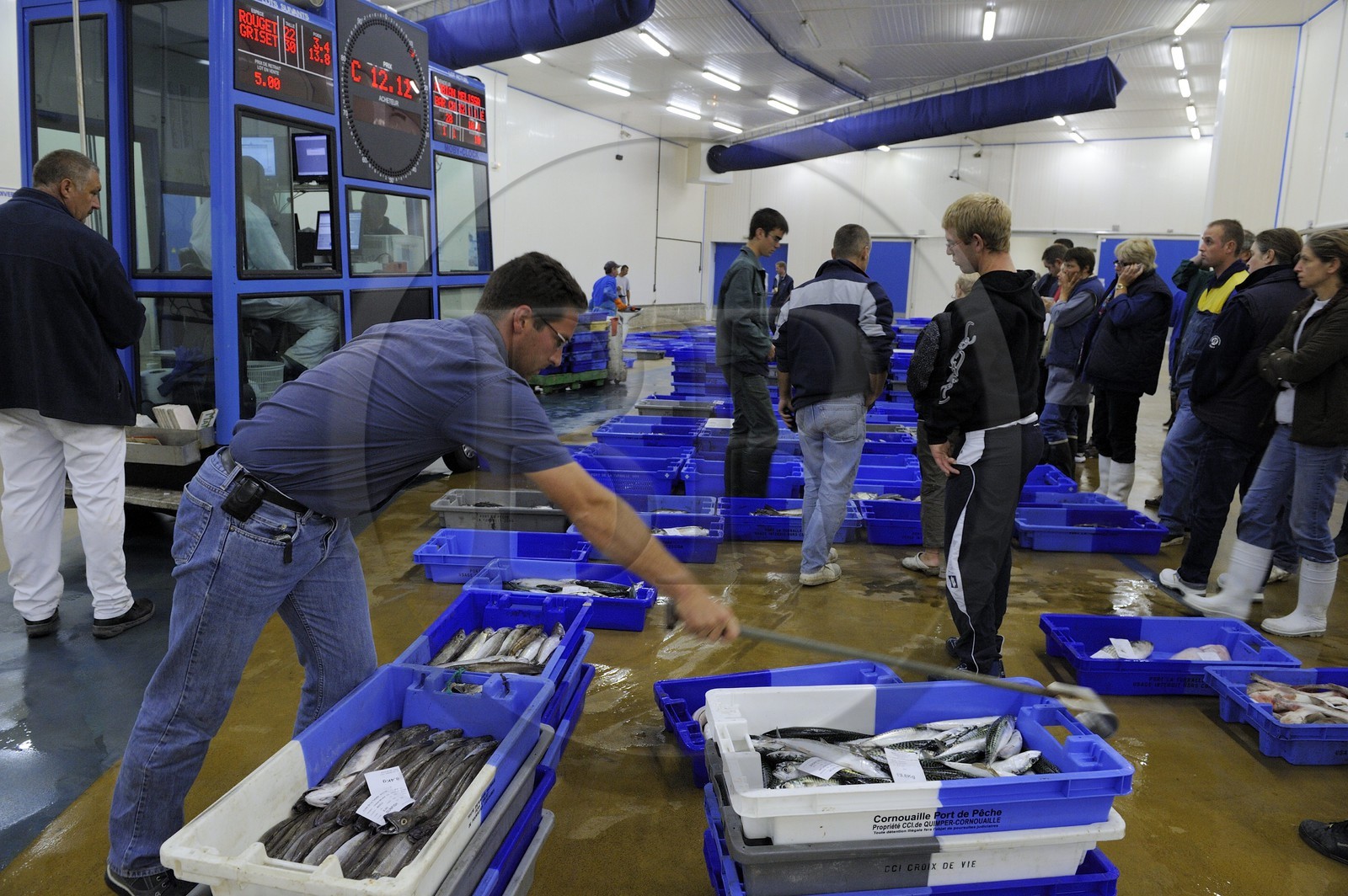 France, Loire-Atlantique (44),  port de La Turballe, la criée