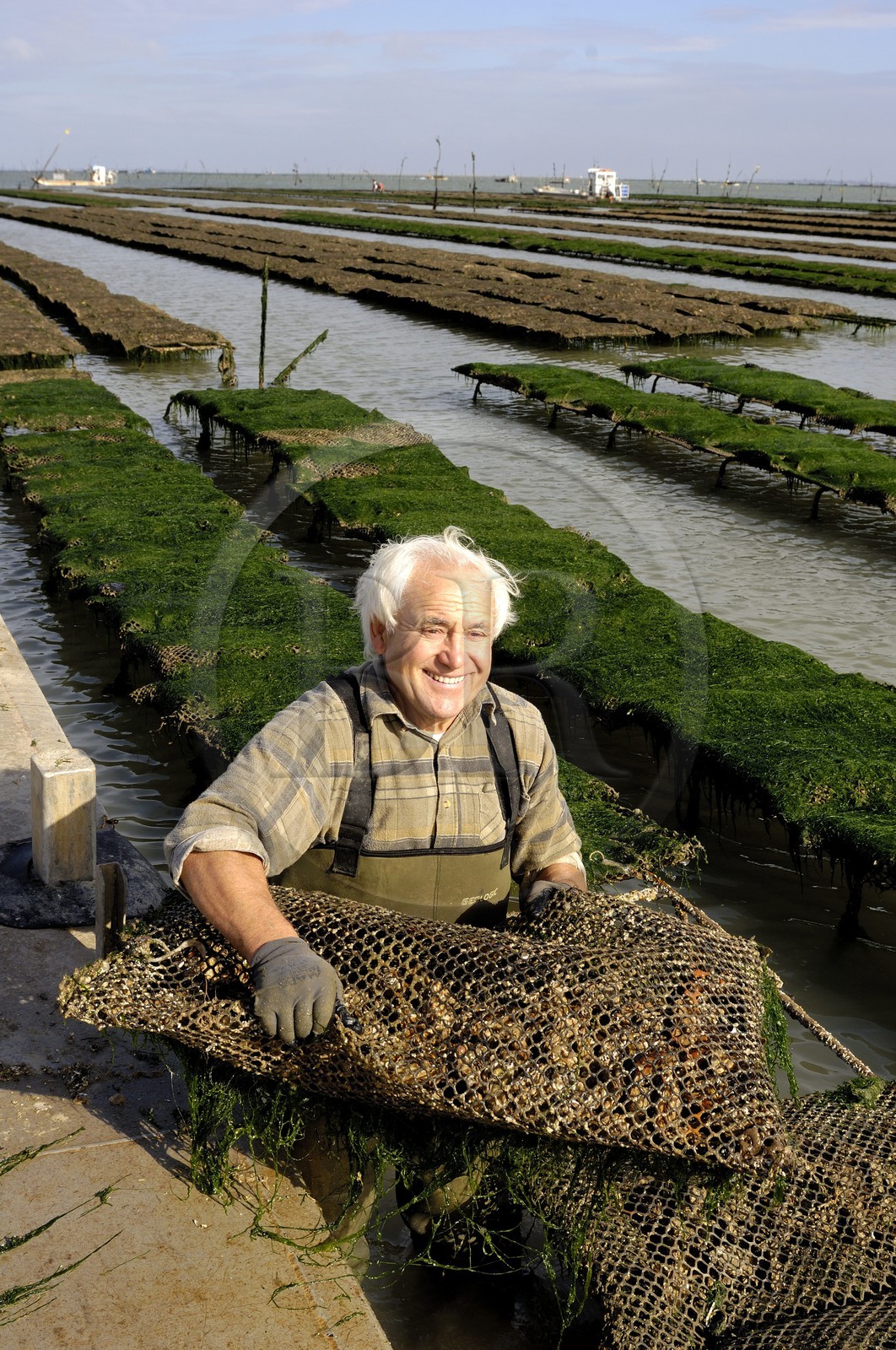 France, Charente-Maritime (17), Ile d'Oleron, l'ostréiculteur André Massé