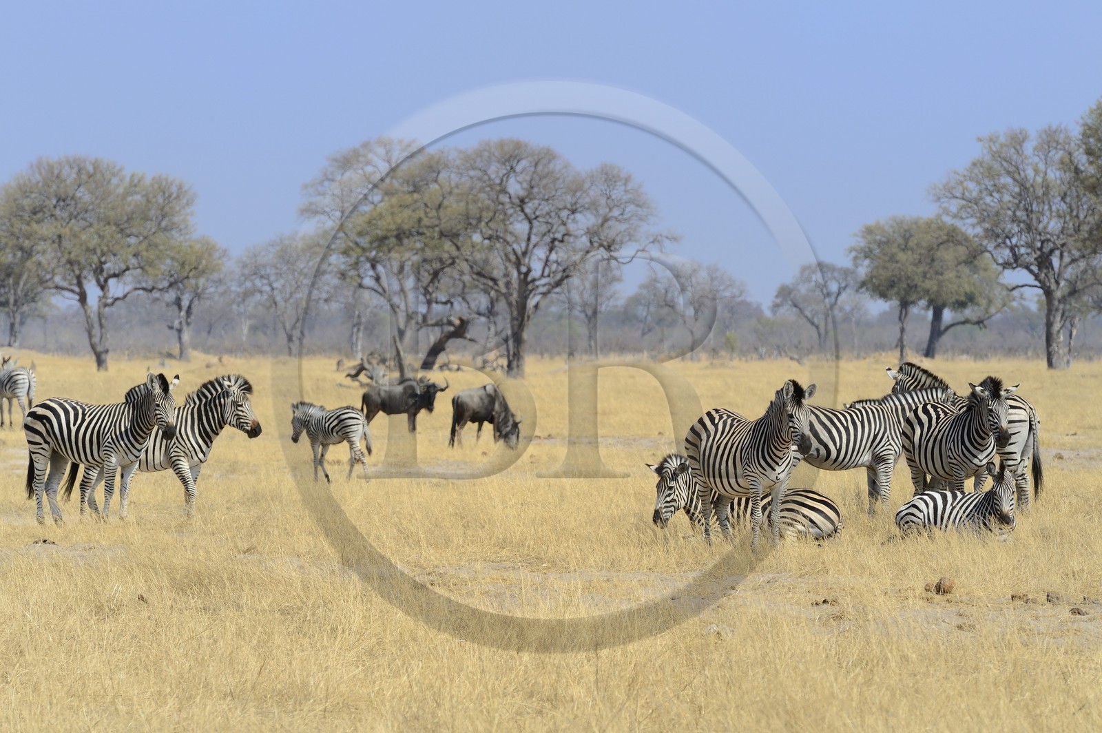 Zimbabwe, province de Matabeleland septentrional, parc national Hwange, Zèbres (equus burchelli)