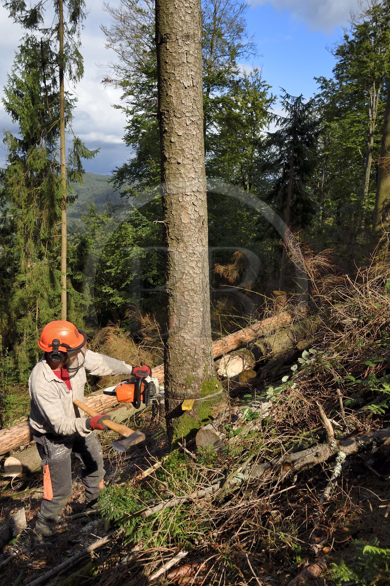 France, Bas-Rhin (67), Parc naturel régional des Vosges du Nord, Obersteinbach, foret domaniale de Steinbach, le bucheron Emmanuel Birgel coupant des épicéas malades atteints par des scolytes en contrebas des ruines du fortin de Wittschloessel