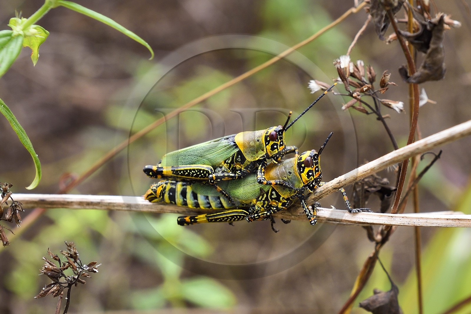 Gabon, Ogooue-Maritime Province, Omboue, Loango region, coupling of locusts