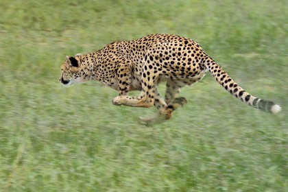 Namibie, Otjiwarongo, Cheetah Conservation Fund, centre de recherche et d'éducation, guépard (Acinonyx jubatus) entrainé à courir pour rester en forme et sain