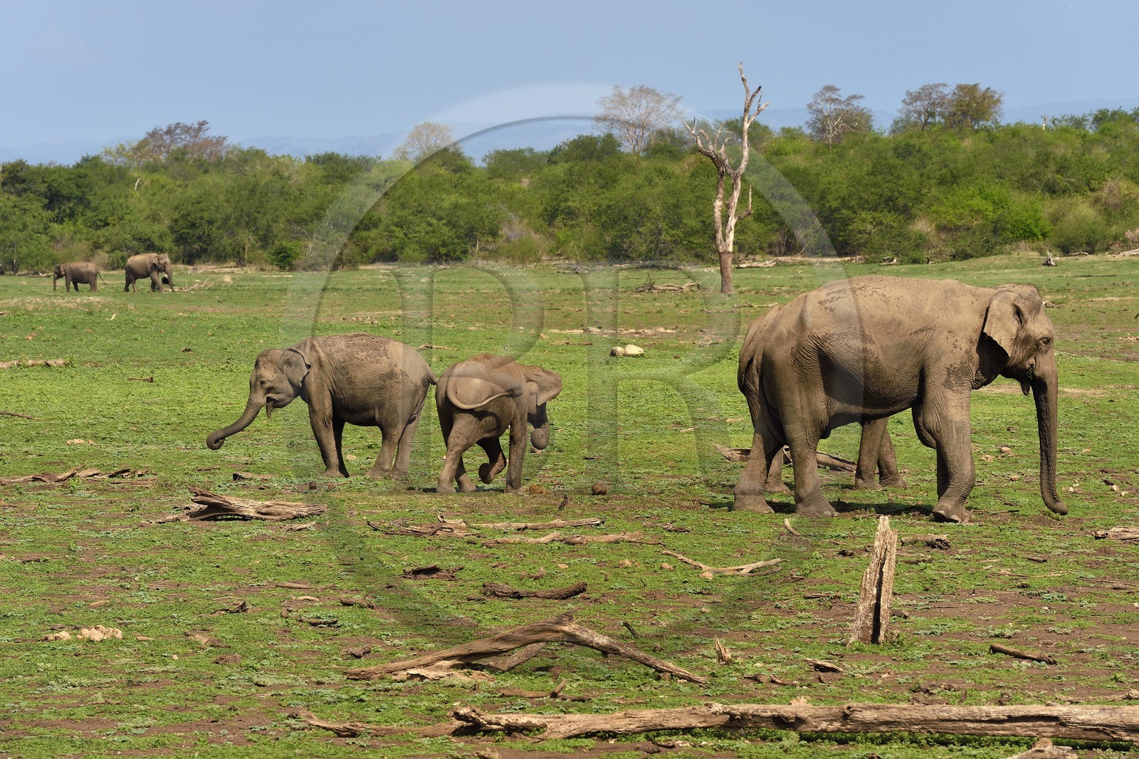 Sri Lanka, province d'Uva, Parc national d'Uda Walawe (Udawalawe National Park), éléphants d'Asie (Elephas maximus)