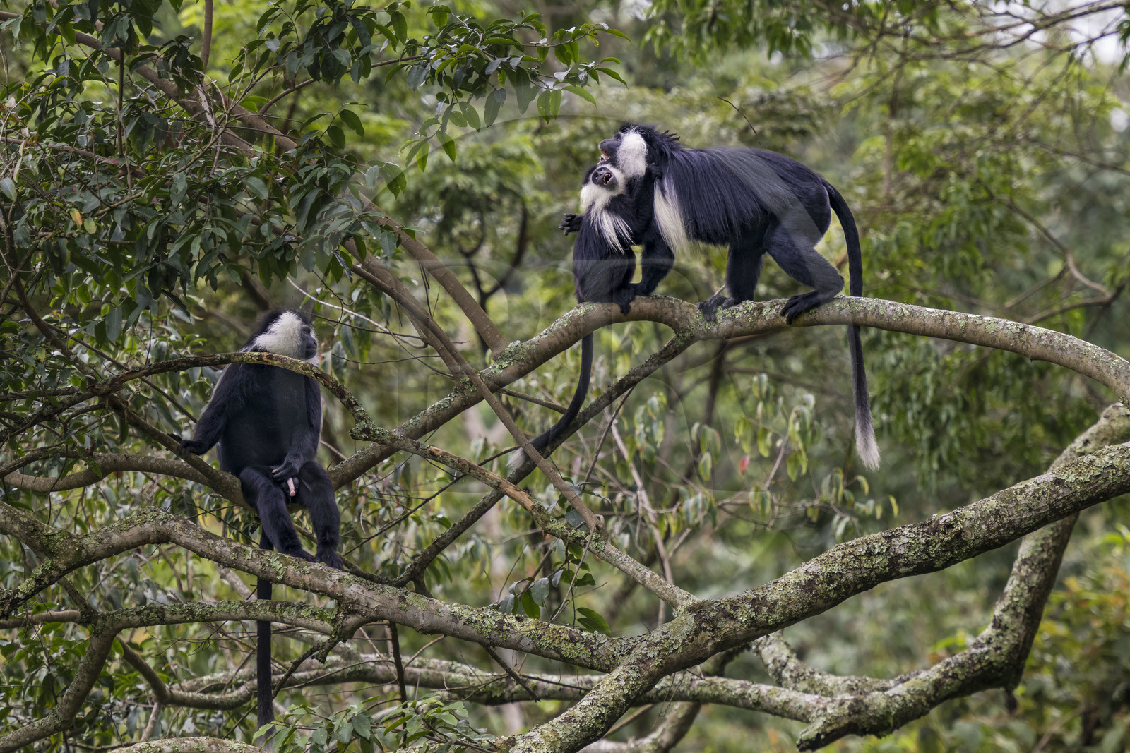 Rwanda, Province de l’Ouest, Gisakura, Parc national de Nyungwe, Colobes de Ruwenzori (Colobus angolensis ruwenzorii) pendant un safari à pied dans la forêt tropicale humide naturelle