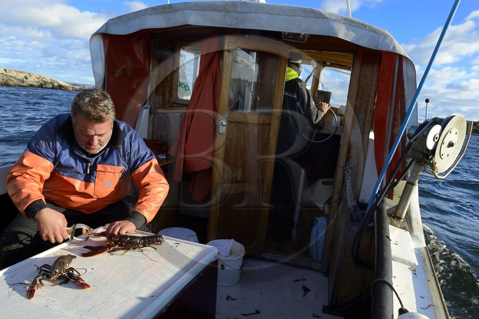 Suède, Västra Götaland, Iles Koster, sortie en mer pour récupérer les casiers à homards, mise en sécurité des pinces par des élastiques