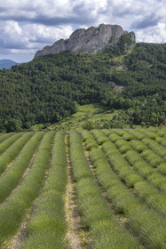 France, Drôme (26), parc naturel régional des Baronnies provençales, Izon-la-Bruisse, champ de lavandin