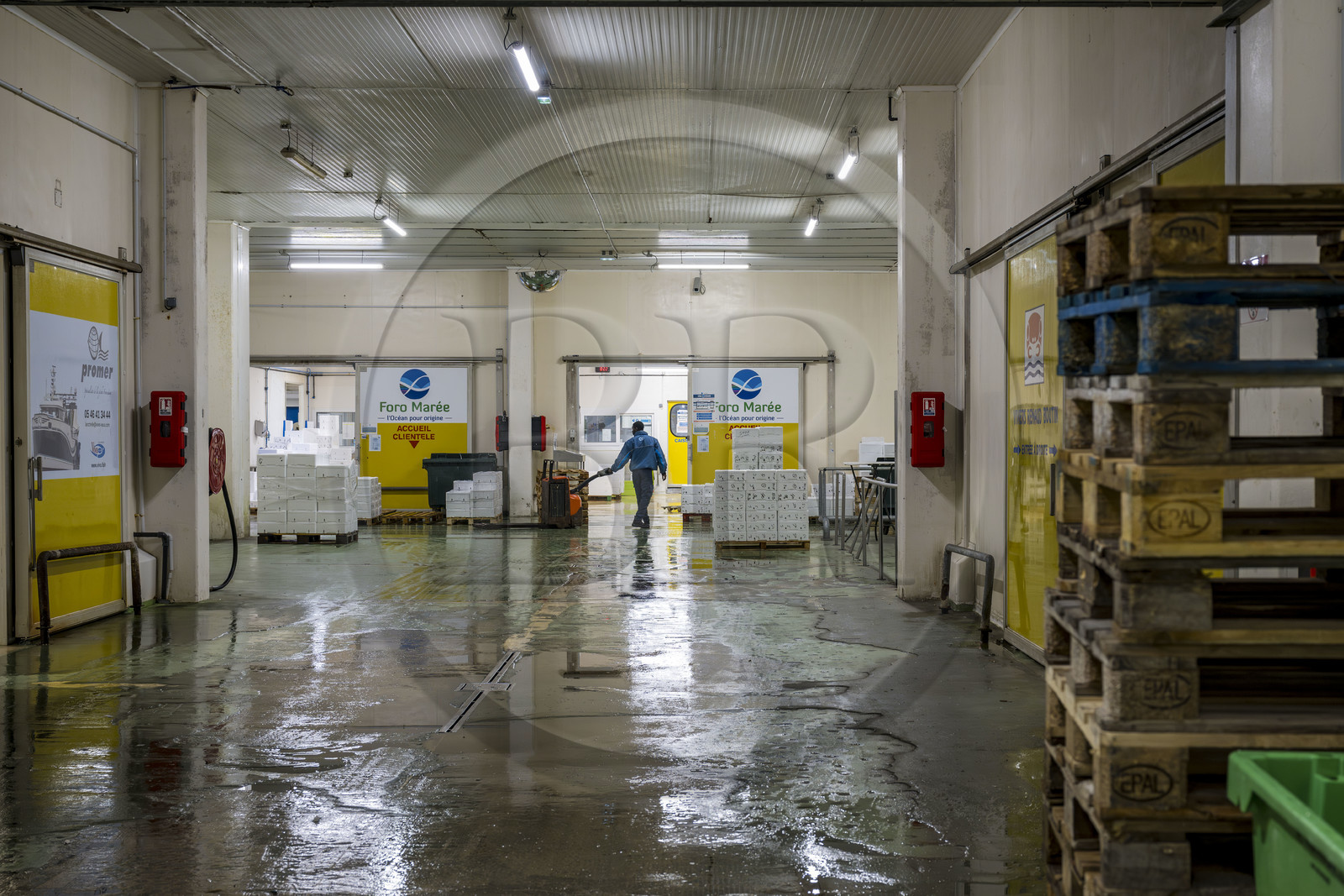 France, Charente-Maritime (17), La Rochelle, Port de pêche de Chef de Baie, la halle à marée (criée) qui accueille aussi les entreprises de mareyage