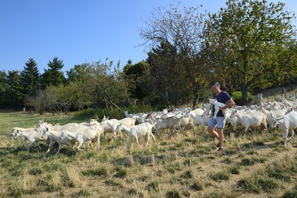 France, Loire (42), Parc Naturel Régional du Pilat, Pélussin, production par le GAEC de la Cabriole du fromage de chèvre Rigotte de Condrieu AOC, le troupeau de chèvres de Claude et André Boucher, André Boucher tenant des chevreaux juste nés