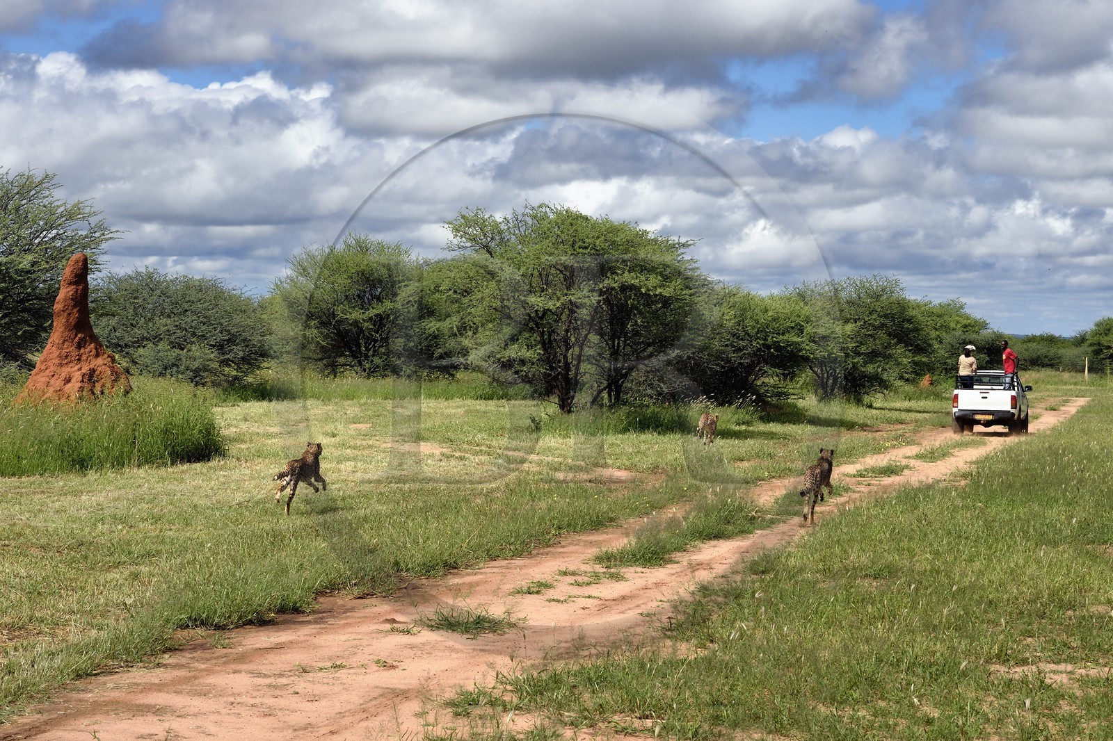 Namibie, Otjiwarongo, Cheetah Conservation Fund, centre de recherche et d'éducation, guépards (Acinonyx jubatus), nourrissage depuis un pick-up en mouvement, l'exercice a pour but de les garder en forme
