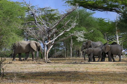 Tanzanie, Reserve de gibier de Selous une des plus grandes zones protégées au monde et inscrite sur la liste du patrimoine mondial de l’Unesco depuis 1982, Éléphant de savane d'Afrique (Loxodonta africana)