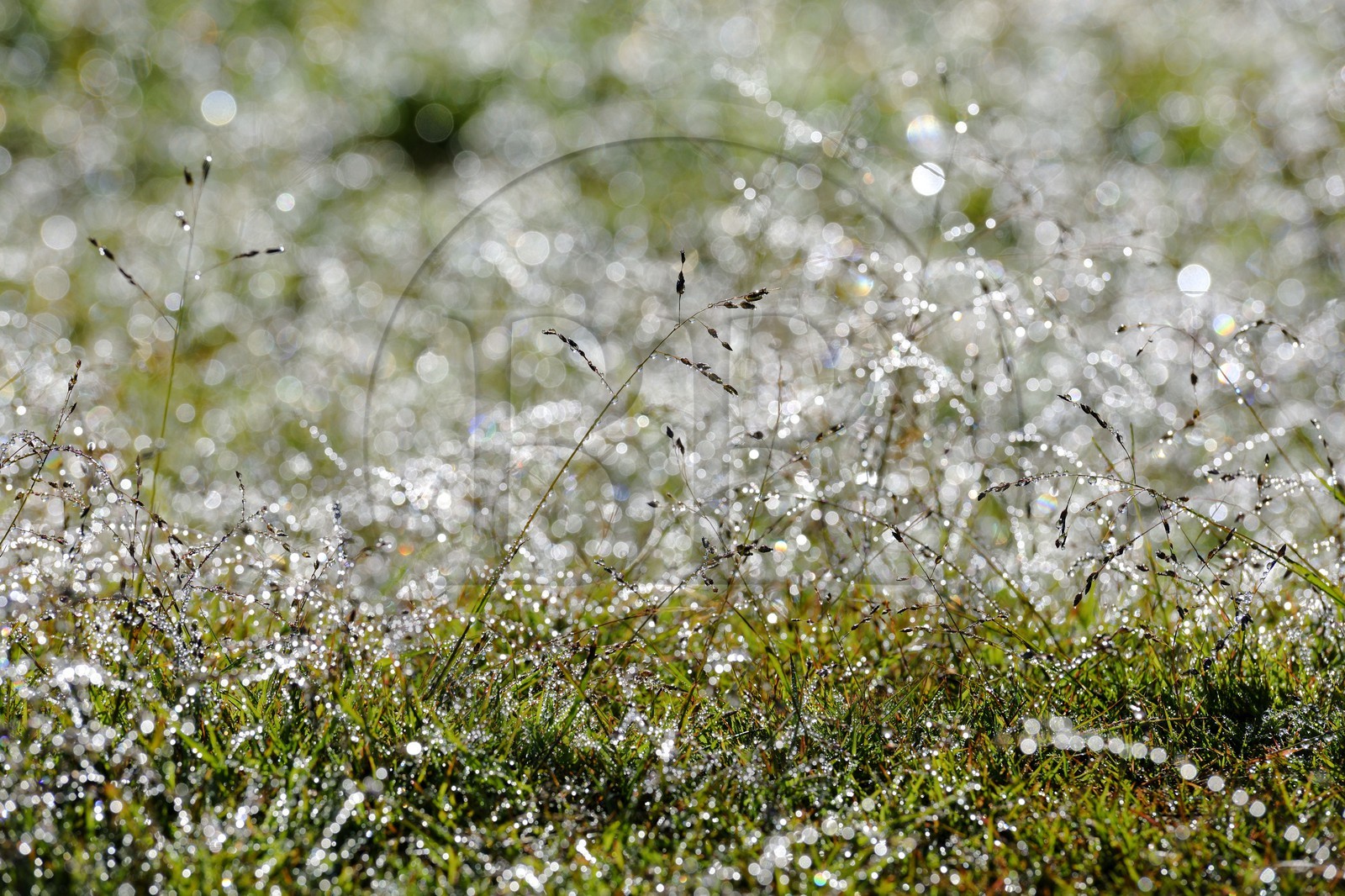 France, île de la Réunion, la rosée du matin