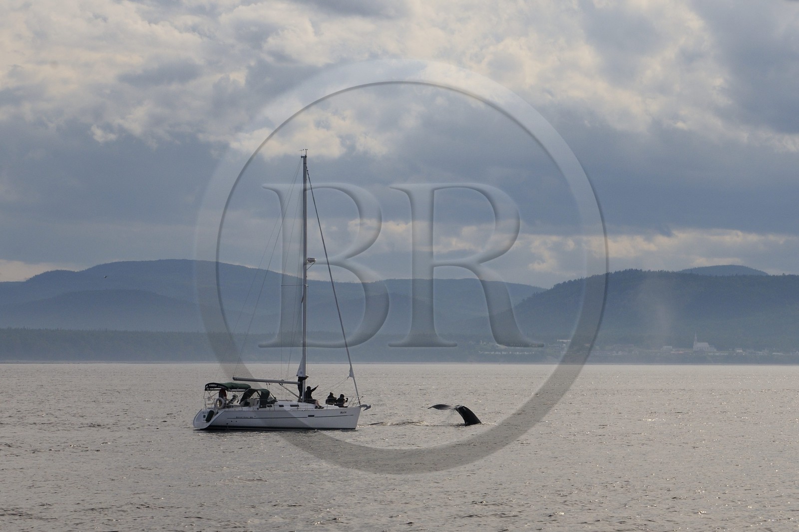 Canada, province de Québec, région de Manicouagan, Tadoussac, queue d'une baleine à bosse dans le golf du Saint-Laurent