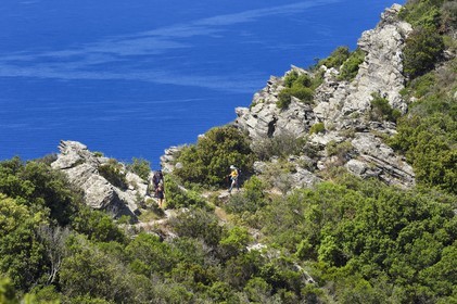 France, Var (83), Six-Fours-les-Plages, randonnée dans le massif du Cap Sicié, randonneurs sur le sentier des cretes de Roumagnan