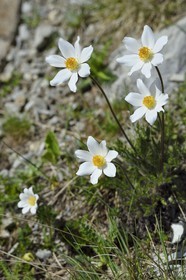 France, Alpes de Haute Provence, Uvernet Fours, Mercantour National Park, Ubaye valley, lake tour hiking trail of the Cayolle pass, anemone