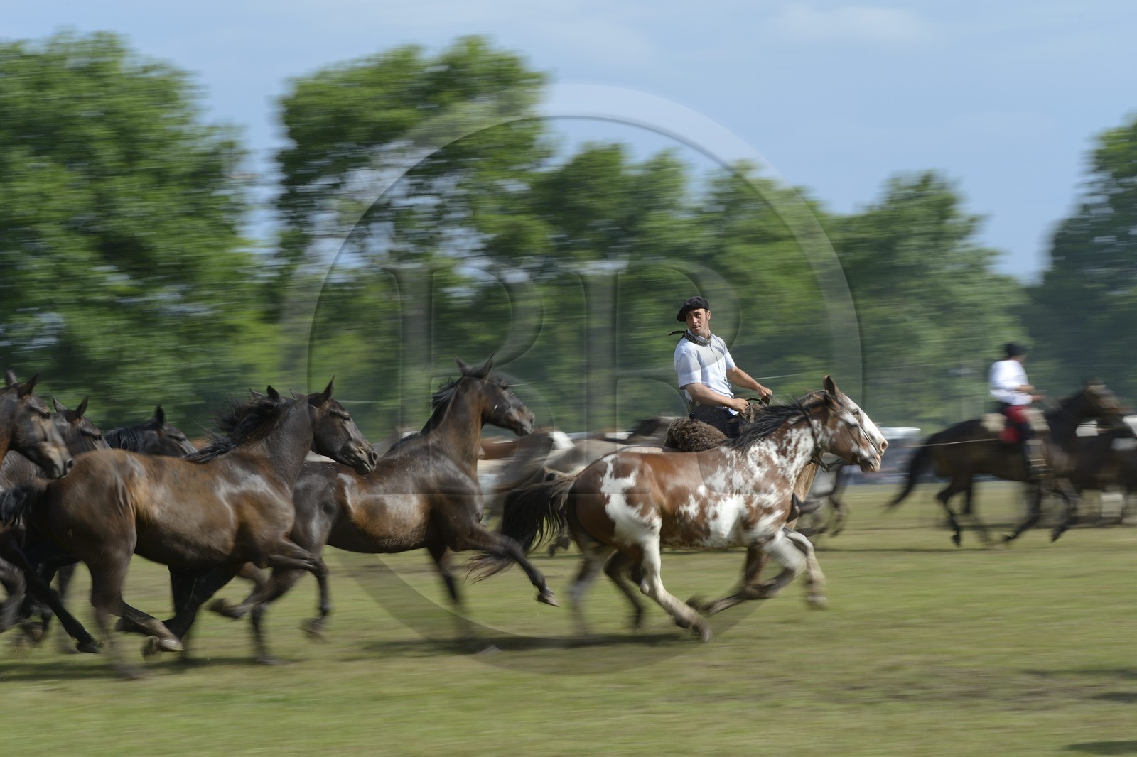 Argentine, province de Buenos Aires, San Antonio de Areco, fête du Jour de la Tradition (Dia de la Tradicion), figure appelée enchevêtrement de troupeaux (Entrevero de tropillas)