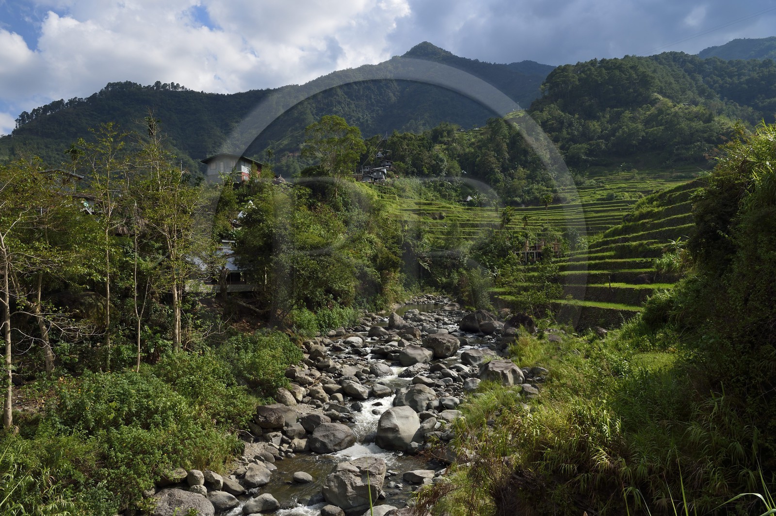 Philippines, Ifugao province, Banaue rice terraces around the village of Cambulo, listed as World Heritage by UNESCO