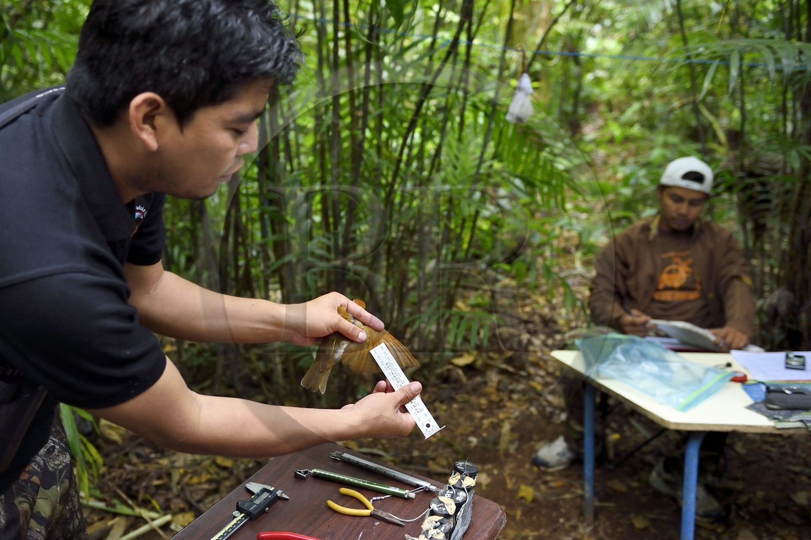 Nicaragua, Granada Department, Mombacho Volcano Nature Reserve, the biologist Roger Mendieta from the NGO foundation Cocibolca measuring a Wood Thrush (Hylocichla mustelina) for observation