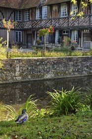 France, Calvados, Pays d'Auge, Coupesarte, 16th century Coupesarte mansion, duck