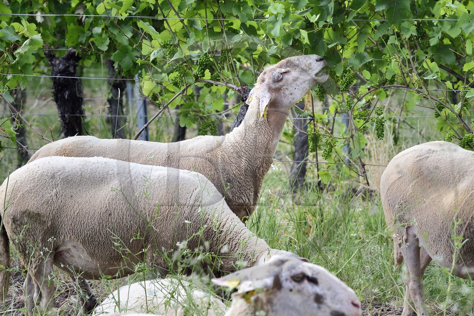 France, Bas-Rhin (67), Route des vins d'Alsace, Traenheim, Domaine viticole MULLER Charles & Fils, les moutons folivores entre les vignes permettent un entretien bio
