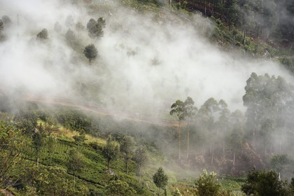 Sri Lanka, Province d'Uva, Haputale, plantation de thé
