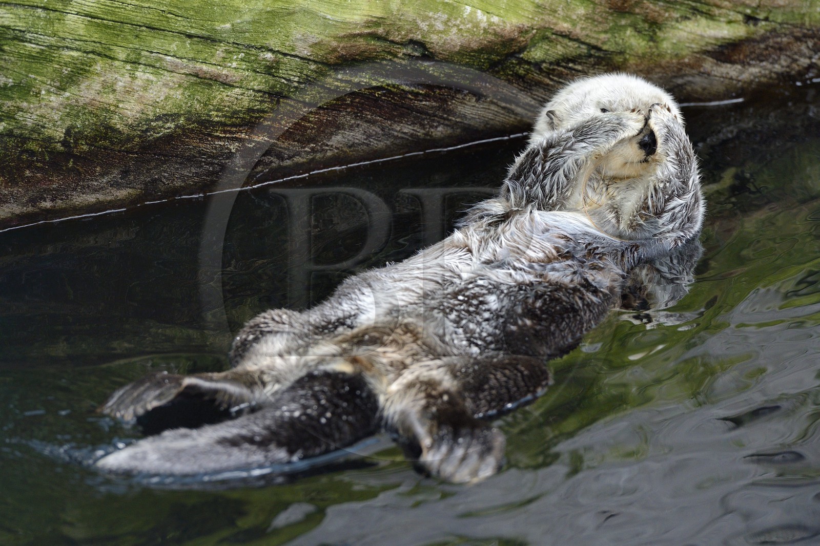 Portugal, Lisbonne, Parque das Nações (Parc des nations) construit pour l'exposition universelle de 1998, Oceanário (Oceanarium), loutre de mer (Enhydra lutris)