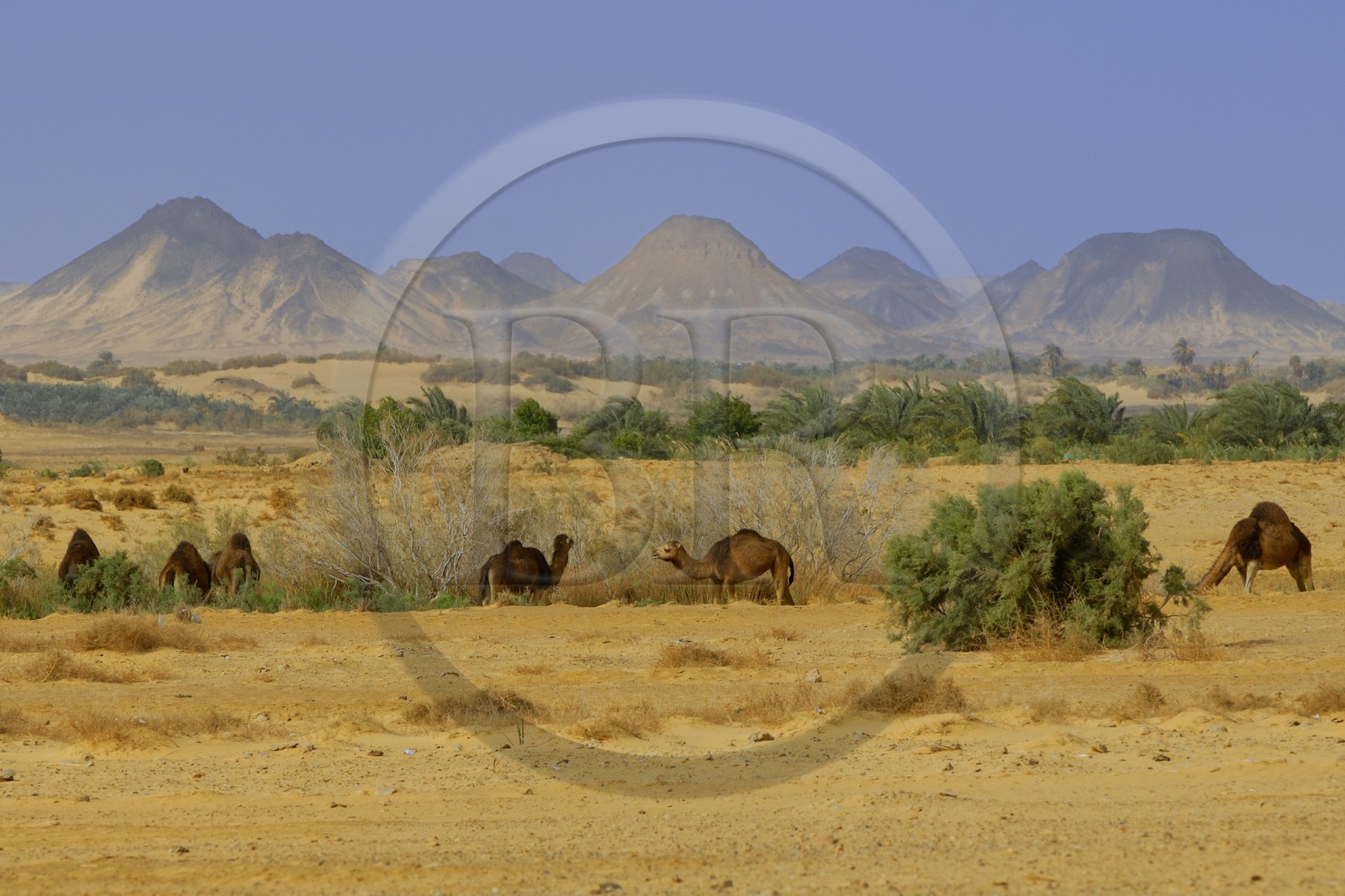 Egypte, Basse-Egypte, désert libyque, oasis de Bahariya (Bahareyya), élevage de dromadaires
