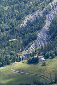 France, Drôme (26), parc naturel régional des Baronnies provençales, Rémuzat, plateau Saint-Laurent, vol d'un vautour fauve (Gyps fulvus) au dessus de la vallée de l'Oule