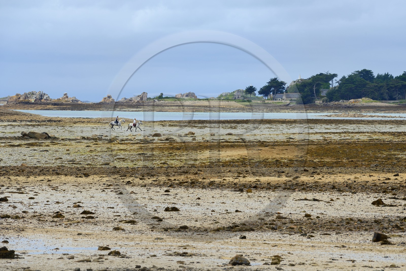 France, Côtes-d'Armor (22), Côte d'Ajoncs, Penvénan, cavaliers sur la plage de Buguélès à marée basse et l'île de Saint Gildas en arrière plan