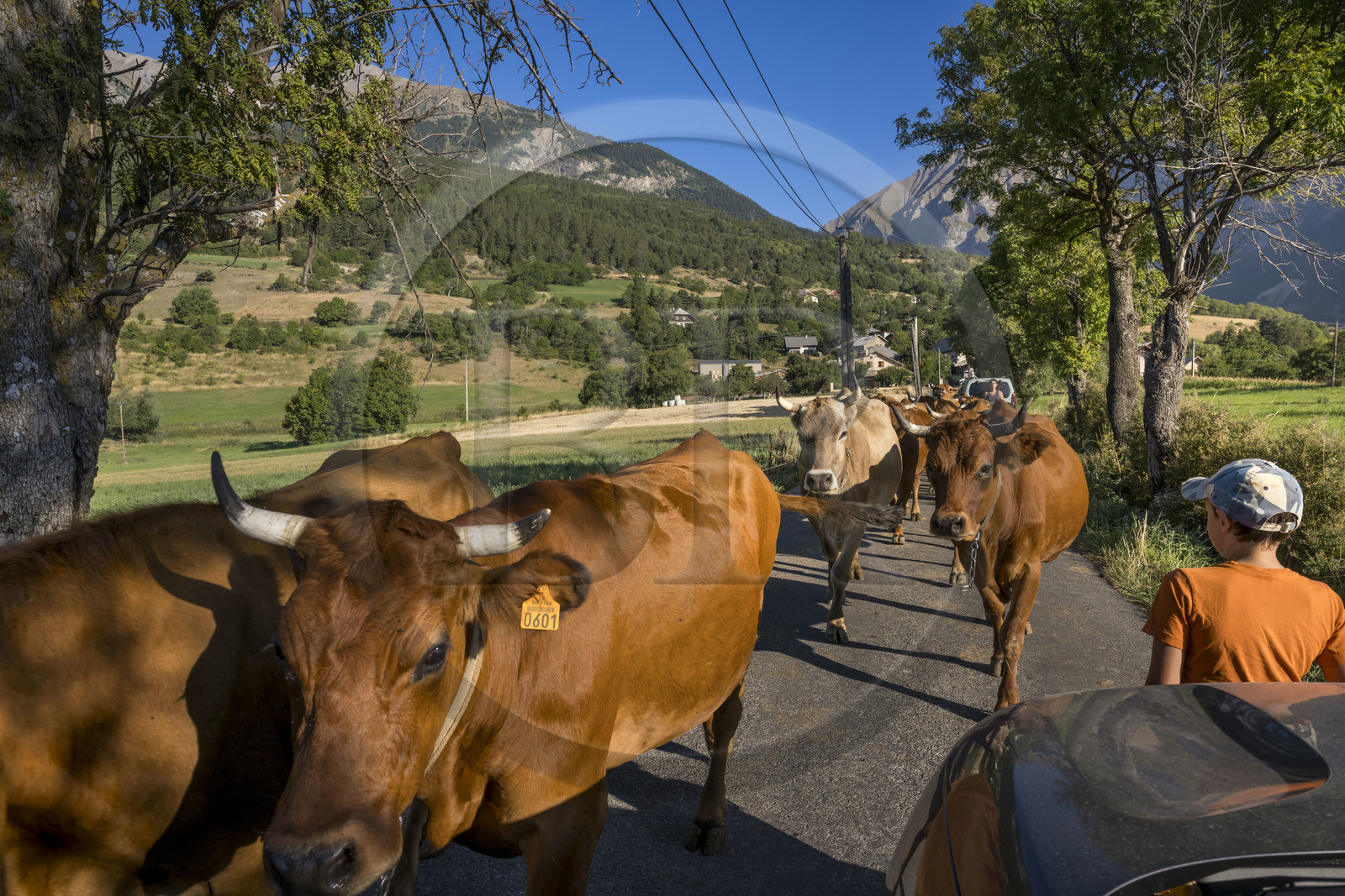 France, Hautes Alpes (05), Chateauroux-les-Alpes, changement de paturage pour ce troupeau de vaches et déplacement sur une route