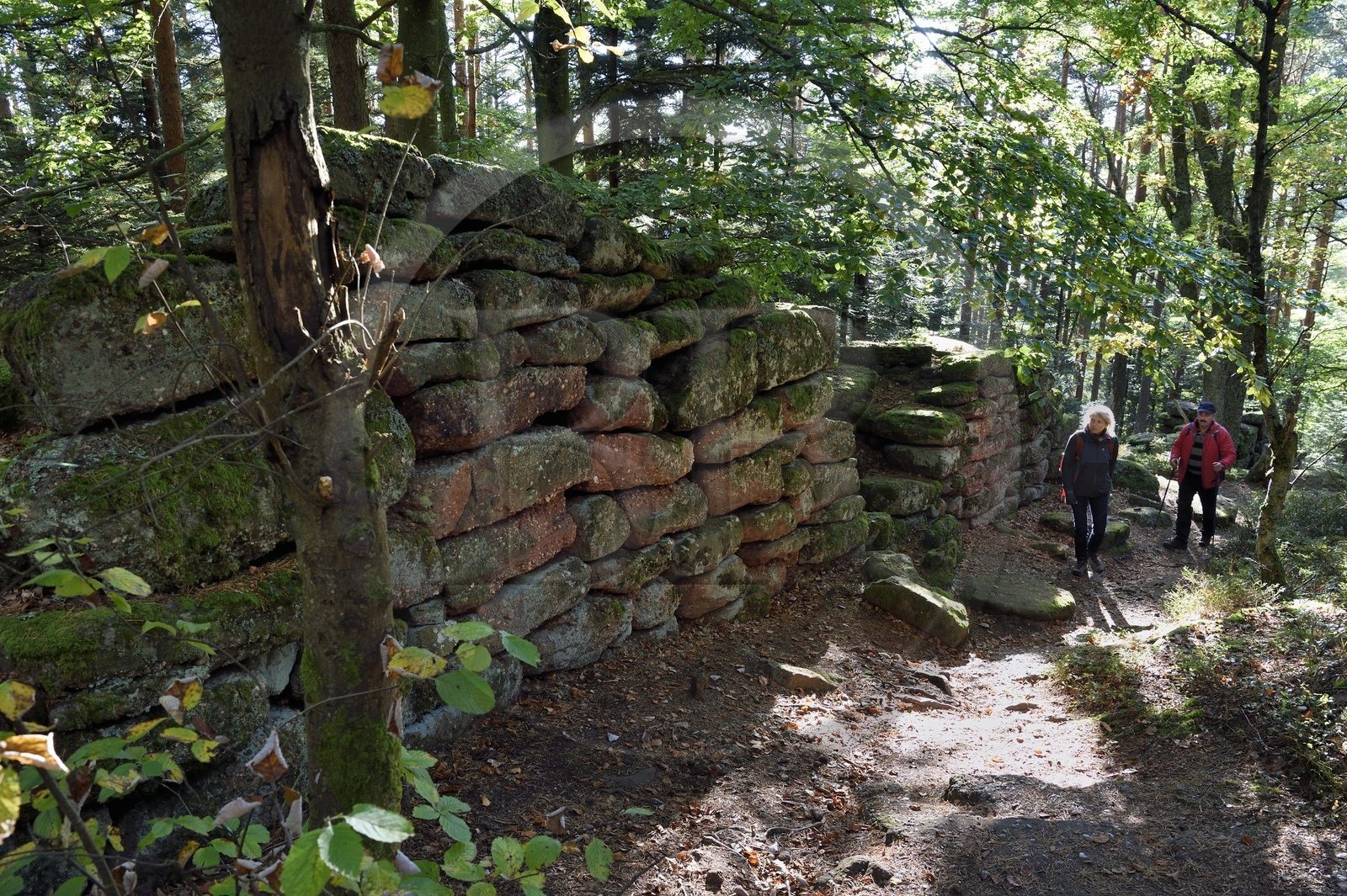France, Bas-Rhin (67), Mont Saint-Odile, randonnée le long du Mur Païen, vestige d'un mur d'enceinte probablement de l'époque mérovingienne d'une longueur totale de onze kilomètres