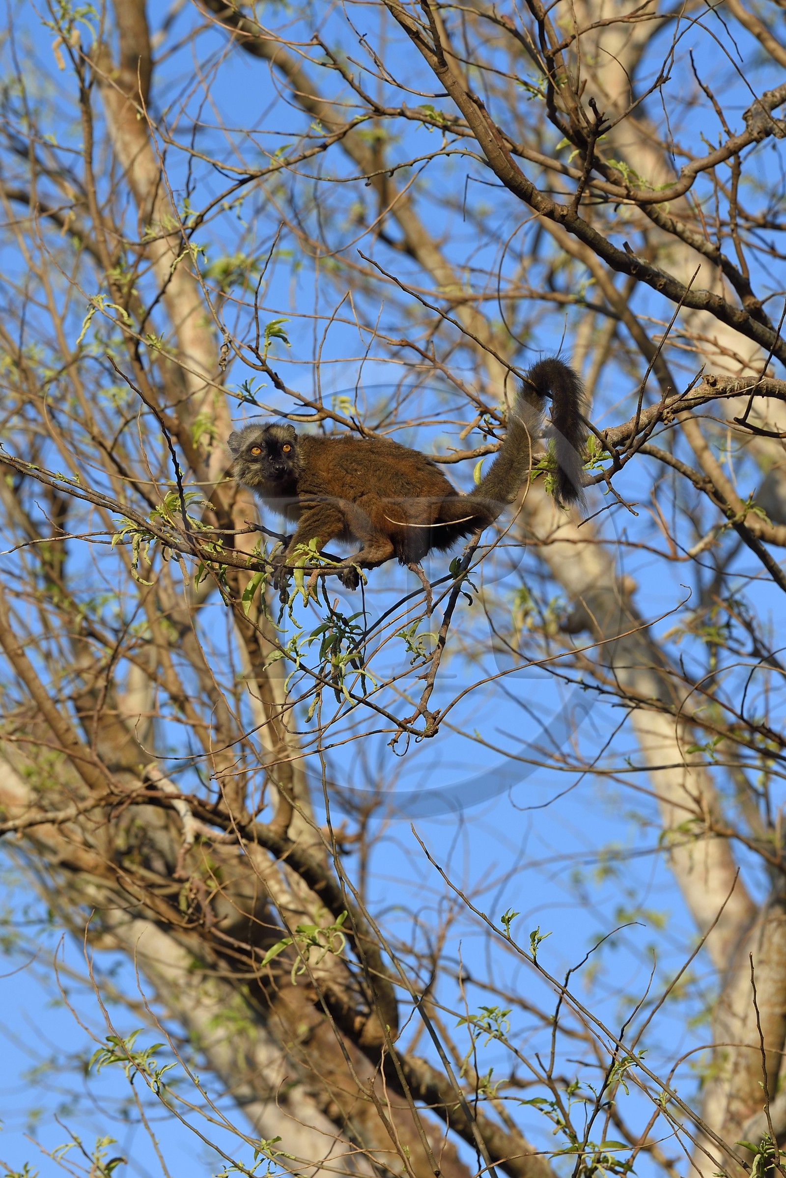 France, Ile de Mayotte, Grande-Terre, Kani-Keli, le Jardin Maoré à la plage de N’Gouja, Lémur fauve (Eulemur fulvus mayottensis) appelé aussi maki