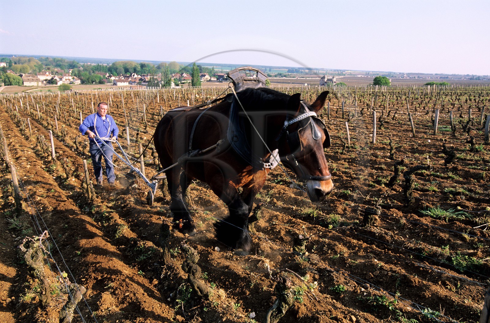 France, Cote d'Or, vineyards of Chambolle Musigny, horse ploughing