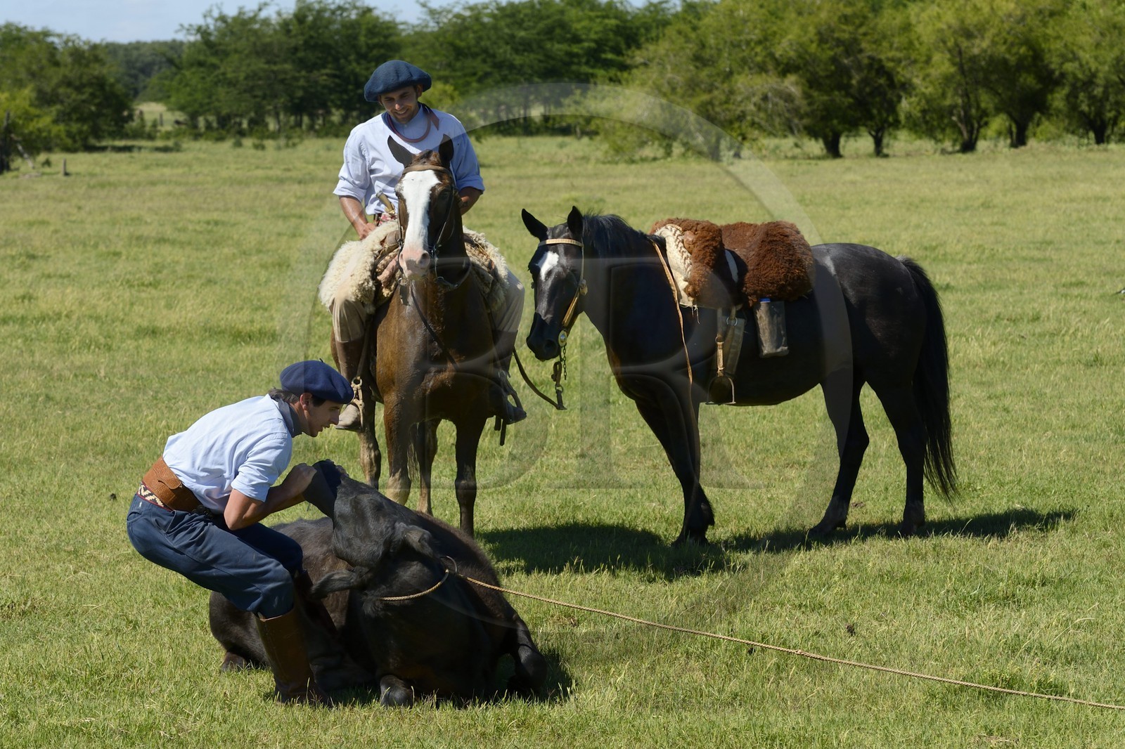 Argentine, province de Buenos Aires, San Antonio de Areco, estancia La Bamba de Areco, gauchos au travail pourchassant une vache au lasso