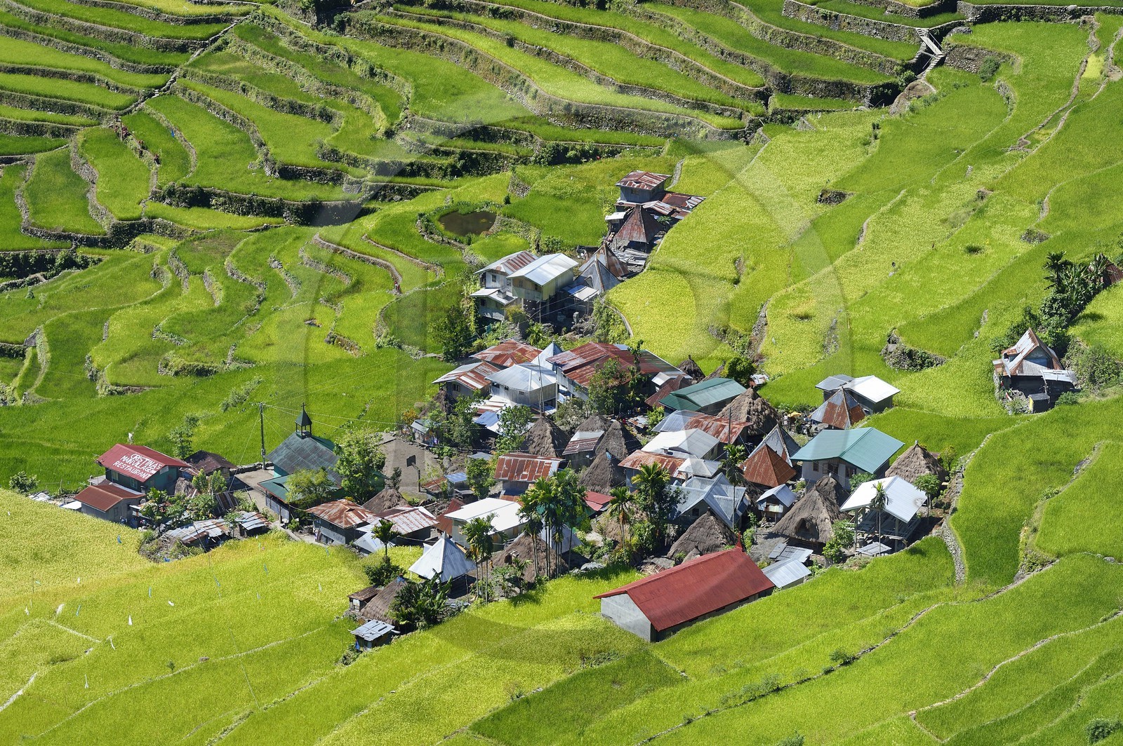 Philippines, Ifugao province, Banaue rice terraces around the village of Batad, listed as World Heritage by UNESCO