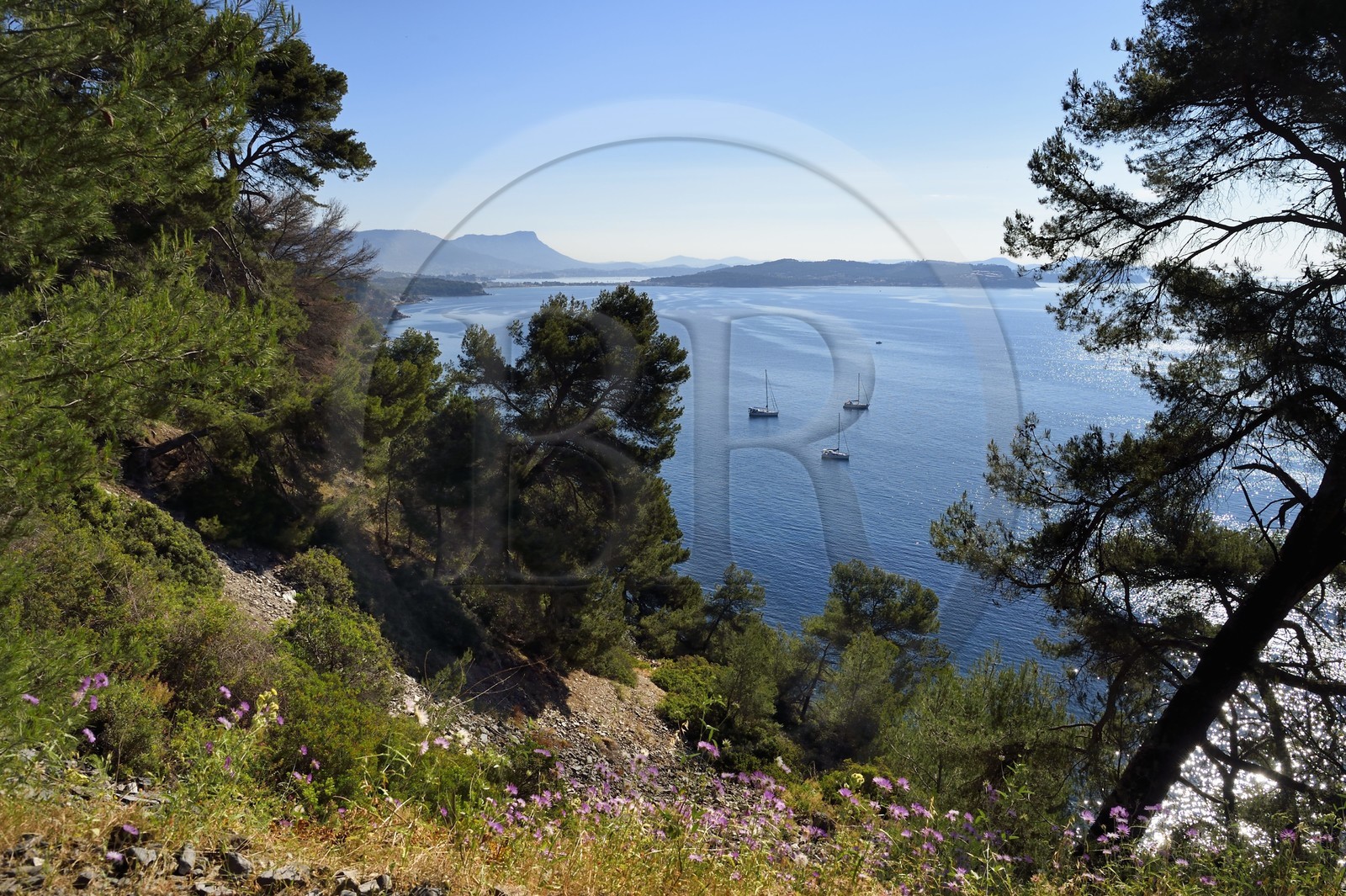 France, Var (83), La Seyne-sur-Mer, randonnée dans le massif du Cap Sicié le long du chemin du Joncquet en contrebas de la Corniche Merveilleuse, la presqu'Ile de Saint-Mandrier en arrière plan