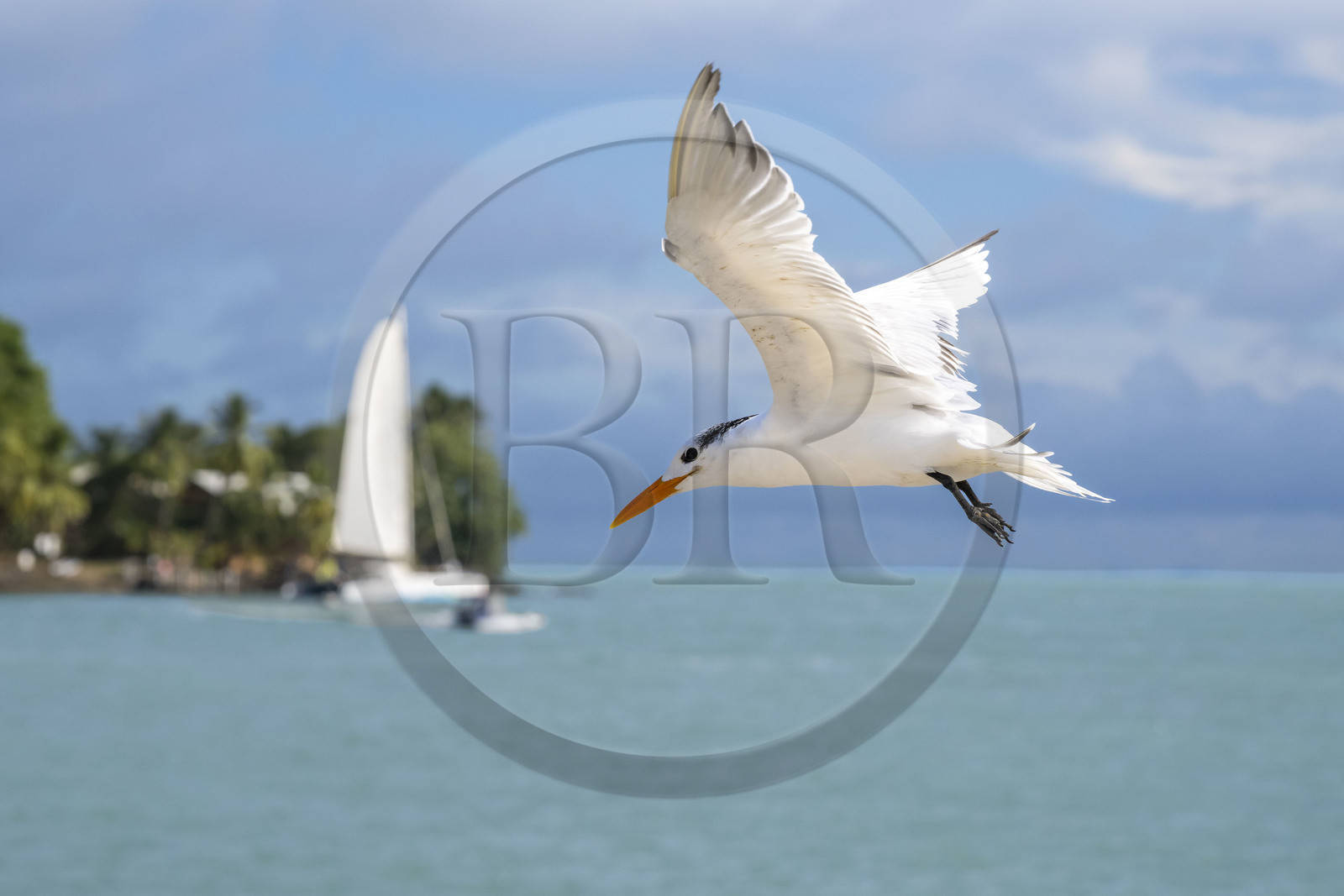 France, Guyane, Kourou, Iles du Salut, Ile Royale, sterne royale (Thalasseus maximus)