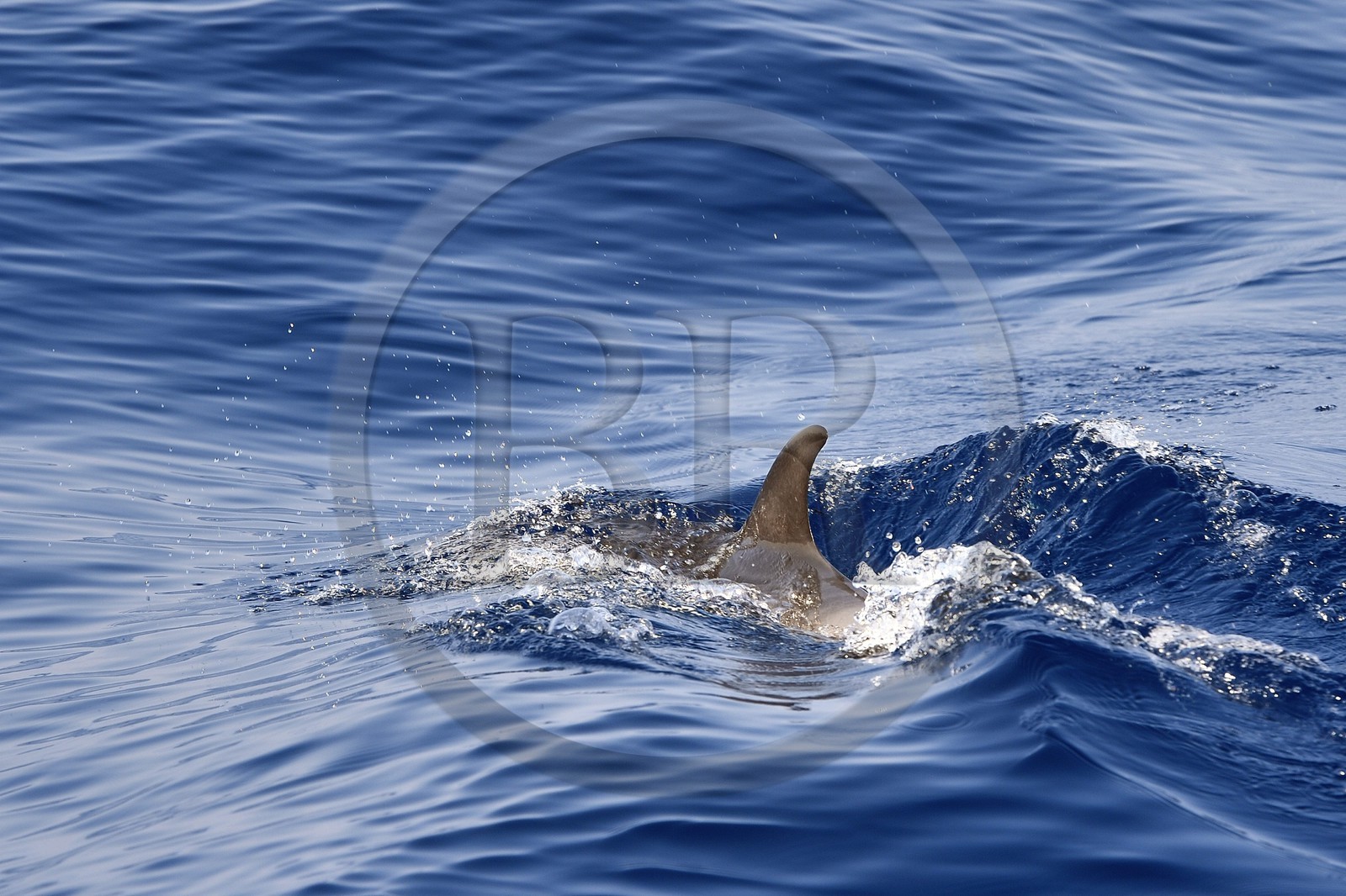 France, Alpes-Maritimes (06), Saint-Jean-Cap-Ferrat, sanctuaire Pelagos pour la protection des mammifères marins, dauphins bleu et blanc (Stenella coeruleoalba)