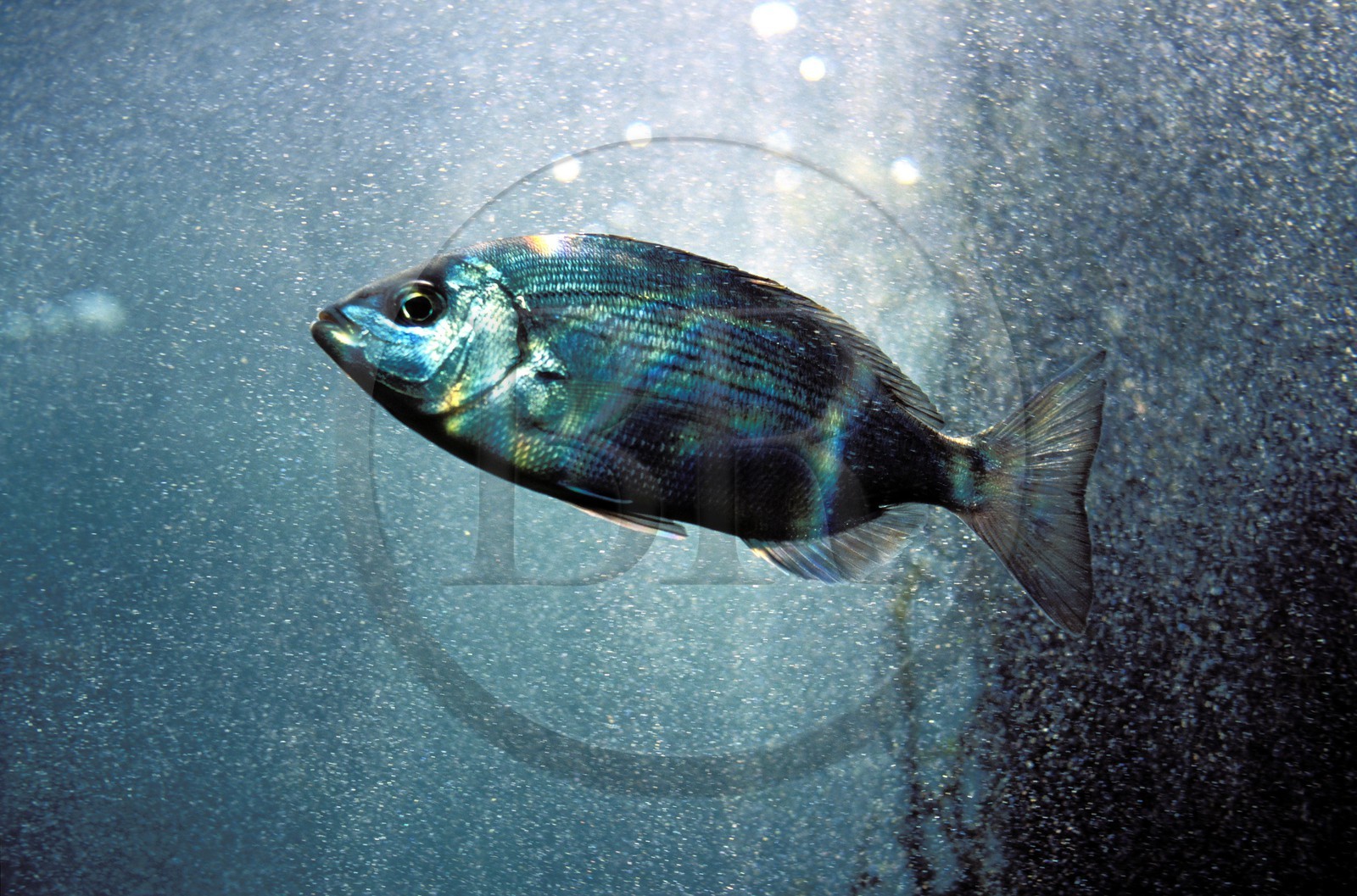 France, Finistère (29), Brest, Océanopolis, musée de la mer