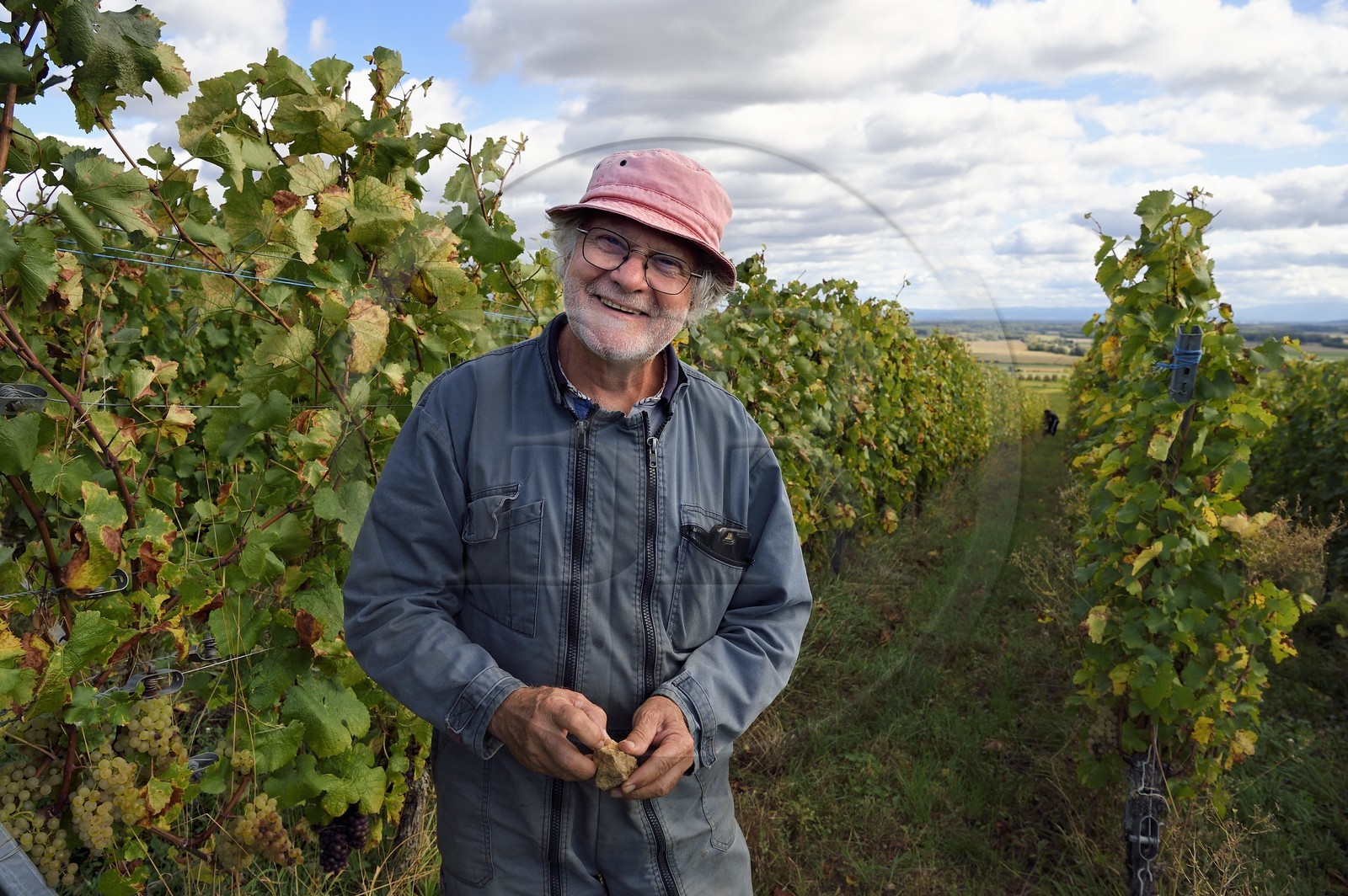 France, Haut-Rhin (68), Route des vins d'Alsace, Bergheim, Domaine viticole Marcel Deiss, le viticulteur Jean-Michel Deiss dans ses vignes