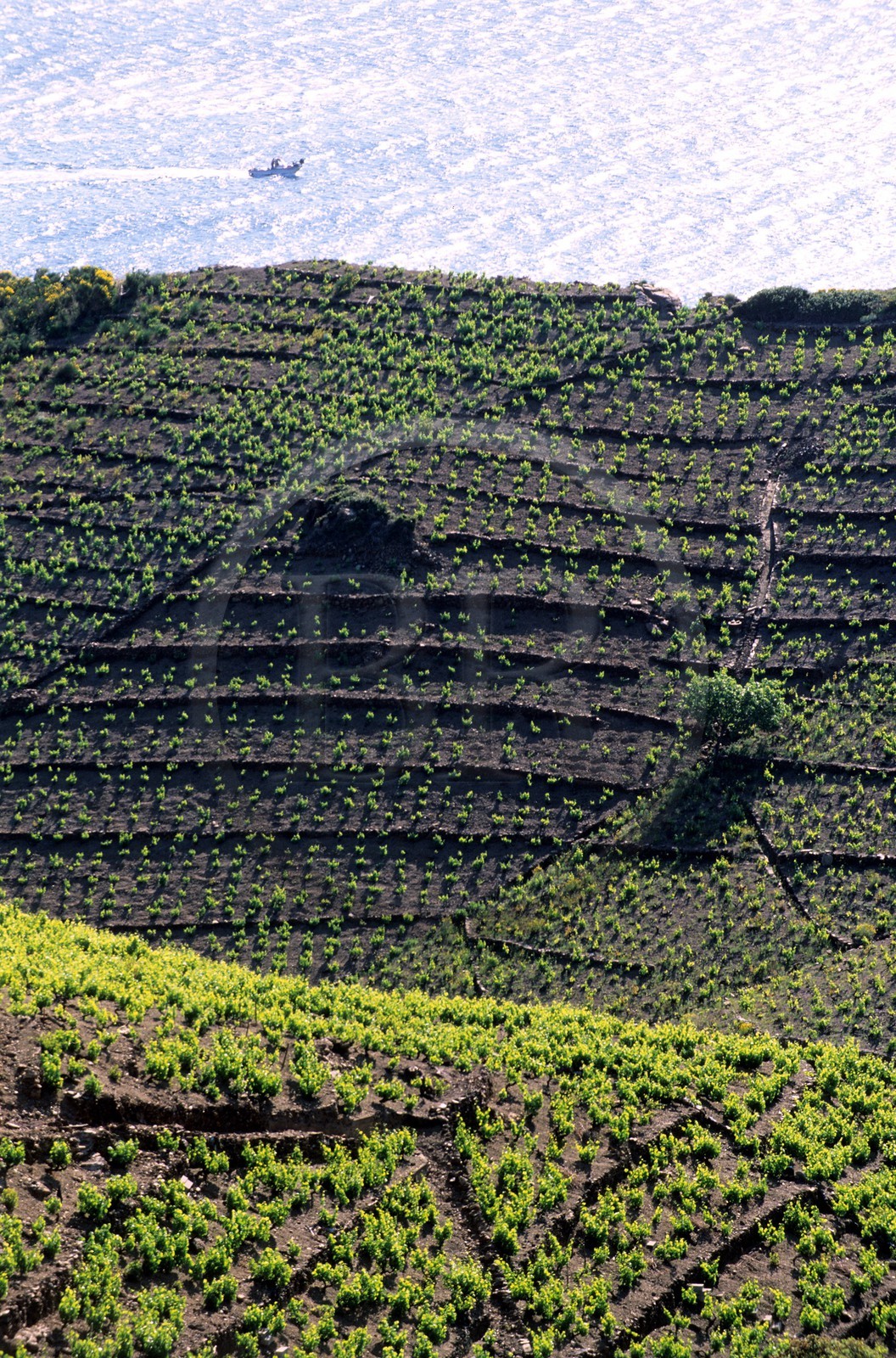 France, Pyrénées-Orientales (66), côte Vermeille, vignoble de Banyuls-sur-Mer