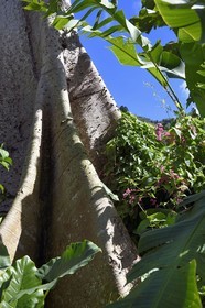 Caraïbes, Ile de la Dominique, Soufrière, dans les montagnes du sud de l'île le long du Segment 1 du Waitukubuli National Trail entre Scotts Head Village et Soufriere Estate, tronc épineux de l'arbre Hura crepitans