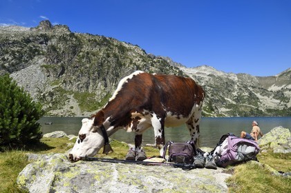 France, Hautes-Pyrénées (65), Saint-Lary-Soulan et Vielle-Aure, Réserve naturelle nationale du Néouvielle, randonnée des lacs du Neouvielle, vaches en estives au lac d'Aubert et repos du randonneur